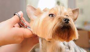 Maybe you would like to learn more about one of these? All About Dog Grooming Process And Daily Dog Grooming Routine Owner Should Know A Best Fashion
