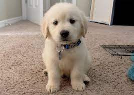 We did not find results for: Golden Retriever Puppies Price Range How Much Does A Golden Cost