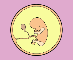 12 Weeks Pregnant Pregnancy Start4life