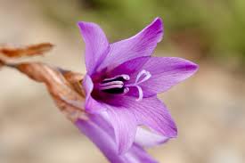 Image result for Dierama cupuliflorum