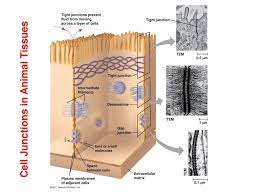 A cell junction is a structure within a tissue of a multicellular organism. Sos Dept Of Biology Lautoka Campus Ppt Download