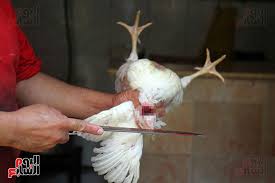 عائلة البط تشمل الشخصيات التي تظهر في قصص بطوط ودهب وعوالمهما، ولا تشمل بالضرورة شخصيات عالم ميكي ماوس نظرا لأن العالمين لا يتداخلان الا نادرا في بعض القصص التي غالبا ما تكون أوروبية. 4 ÙÙŠØ±ÙˆØ³Ø§Øª ÙˆØ£Ù…Ø±Ø§Ø¶ ØªÙ†ØªÙ‚Ù„ Ù…Ù† Ø°Ø¨Ø­ Ø§Ù„Ø·ÙŠÙˆØ± ÙÙ‰ Ø§Ù„Ù…Ø­Ù„Ø§Øª H1n1 Ø§Ù„Ø£Ø´Ù‡Ø± ÙÙŠØ±ÙˆØ³ Ø§Ù„Ø¬Ù…Ø¨ÙˆØ±Ùˆ Ø§Ù„Ø´Ø±Ø³ Ùˆ ØªÙƒØ³ÙˆØ¨Ù„Ø§Ø²Ù…Ø§ ÙŠÙ†ØªÙ‚Ù„ Ù…Ù† Ø§Ø³ØªØ®Ø¯Ø§Ù… Ø§Ù„Ø³ÙƒØ§ÙƒÙŠÙ† Ø£Ùˆ Ø£Ø³Ø·Ø­ Ø§Ù„ØªÙ‚Ø·ÙŠØ¹ Ø§Ù„Ù…Ù„ÙˆØ«Ø© ÙˆÙÙŠØ±ÙˆØ³ Ø§Ù„Ù†ÙŠÙˆÙƒØ§Ø³Ù„ ÙŠØµÙŠØ¨ Ø§Ù„Ø·ÙŠÙˆØ± ÙˆÙ„Ø§ ÙŠÙ†ØªÙ‚Ù„ Ù„Ù„Ø¥Ù†Ø³Ø§Ù† Ø§Ù„ÙŠÙˆÙ…