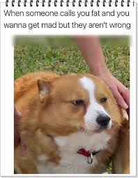 Howledge Ultimate Guide On How Tos Funny Animal Memes Corgi Memes Animal Memes