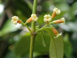 Image result for Alyxia