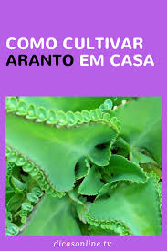 Como Cultivar Aranto E Usufruir Dos Seus Beneficios A Saude Como Cultivar Suculentas Aranto Planta Cultivar Morangos