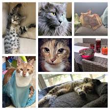 Image result for tbn:XlKqJDikDsTDFM::i132.photobucket.com/albums/q36/queen-elarab/cats/22.jpg