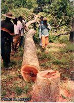 Image result for Isoberlinia tomentosa