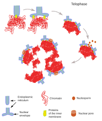Nuclear membrane in an animal cell definition. The Cell 4 The Nucleus Nuclear Envelope Atlas Of Plant And Animal Histology