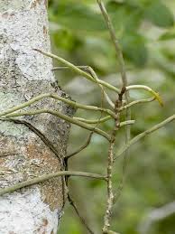 Image result for Solenangis