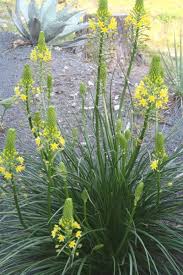 Image result for Aeschynomene abyssinica