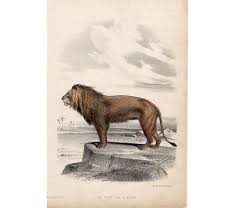 1860 Antique Lion Print Original Antique African Safari Animal Etsy Animal Painter Animals Lithograph