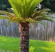 How to Grow and Care for a Sago Palm Tree - Cycas Revoluta