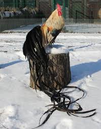 We did not find results for: Top 12 Utterly Bizarre Chicken Breeds Pethelpful