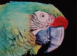 Tropical Bird With Hair On Head Pin On Scarlette