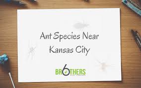 Blue beetle termite service throughout homes, apartments, and businesses from pests. Ant Species Near Kansas City Six Brothers Pest Control
