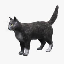 Domestic Cat Gray Fur 3d Max 3d Model Cat Fur Domestic Cat Cat Model