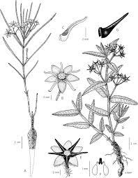 Image result for Stathmostelma pedunculatum