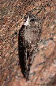The nests are rich in nutrients such as protein, and are traditionally believed to provide health benefits. Indian Swiftlet Or Indian Edible Nest Swiftlet Ptichki Pticy