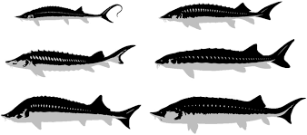 Kaluga hybrid reserve, royal ossetra, river beluga Why Is Caviar So Expensive How Much Is Caviar Caviar S Real Price Caviar Star