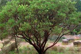 Asesoría y venta de portabebés ergonómicos,tienda física y online. Arctostaphylos Manzanita Xera Plants