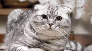 scottish fold kedi ozellikleri bakimi cat scottish fold scottish fold kittens beautiful cats