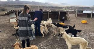 Avanos Ta Hayvan Dostlarinin Barinak Ziyaretleri Fib Haber Nevsehir Haberleri
