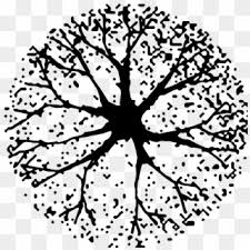 tree in plan png for kids tree plan silhouette png clipart 5119606 pikpng tree plan silhouette png clipart
