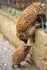 Need A Lift Tiere Niedliche Tiere Tierbilder