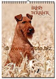 By the 1880s, irish terriers were the fourth most popular breed in ireland and britain. A Must Have For Every Irish Terrier Kennel Kibbo Kift Facebook