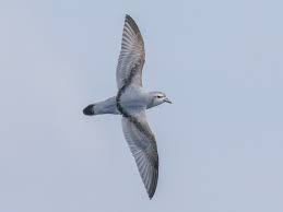 Image result for Enteropogon prieurii