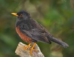 Burung flamboyan gacor suara nyaring dan rapat mp3 duration 6:07 size 14.00 mb / juragan kicau 31 4. Burung Hitam Paruh Orange