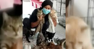 Animal control dates back to the medieval villages of europe. Animal Shelters Running Out Of Space Food