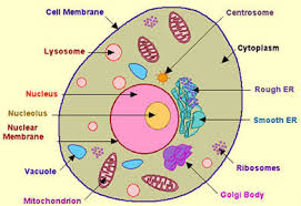 Maybe you would like to learn more about one of these? Test Human Cell Quizlet