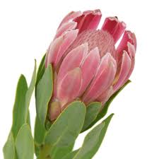 Proteas can stand a range of temperatures, from 23 f. Pin On Protea