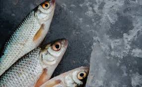 Konsumsi ikan juga perlu dibatasi, tidak boleh terlalu banyak porsi. 13 Makanan Yang Tidak Boleh Dimakan Kucing Bahaya