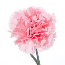 Pin By Jennifer Schmidt Mancuso On Flowers By Variety Pink Carnations Carnation Flower Beautiful Pink Flowers