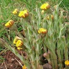 , carduus cinereus, is a new class a noxious weed for 2021. Coltsfoot Tussilago Farfara Plants For Cottage Gardens