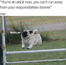 Pin By Kamree Rayne Gunnell On Animals Pugs Funny Animal Pictures Cute Pugs