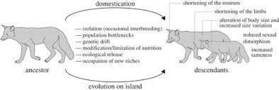 At first glance tanner appears to be the worst type of person. The Taming Of The Neural Crest A Developmental Perspective On The Origins Of Morphological Covariation In Domesticated Mammals Royal Society Open Science