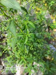 Image result for Micrococca mercurialis
