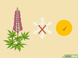 A lupine inflorescence is challenging because you have to draw the same flowers again and again at all angles. How To Grow Lupine Flowers With Pictures Wikihow