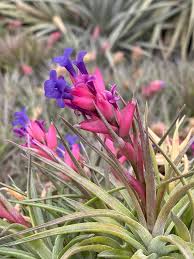 Image result for Aeranthes africana