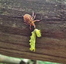 Contact the best pest control professionals in hampton roads, virginia! Know Your Virginia Beach Beneficial Bugs Lawnstarter