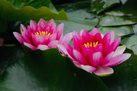 Maybe you would like to learn more about one of these? Lotus Flower Buddha Quotes Quotesgram Buddha In Lotus