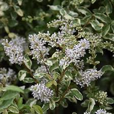 Image result for Ligustrum sinense