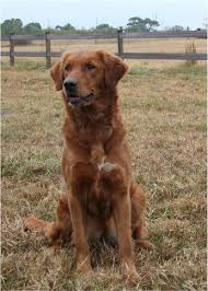 A wide variety of a golden retriever puppy options are available to you, such as material, feature, and style. Gifts For Pets Target In 2020 Red Retriever Puppy Red Retriever Golden Retriever Breeder