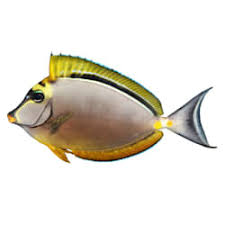 Saltwater fish shop is your source for the widest variety of saltwater fish for sale near me, shipped nationwide! Live Saltwater Marine Aquarium Fish For Sale Petco