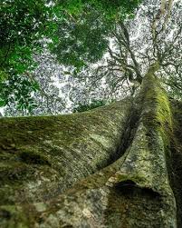 Image result for Newtonia buchananii