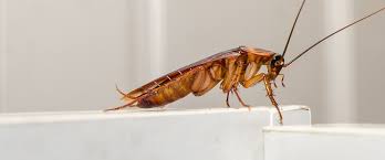Comment Exterminer Les Coquerelles Caa Quebec Habitation