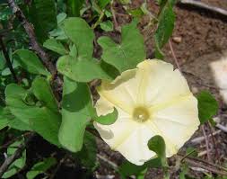 Image result for Ipomoea obscura